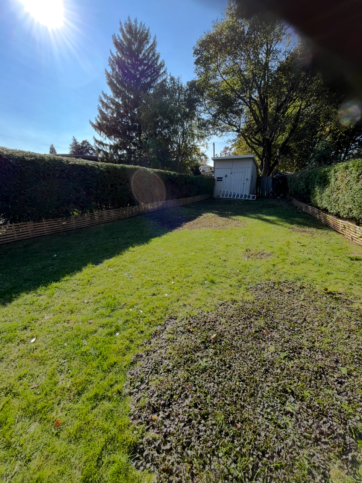 Lush green lawn with immaculate hedge trimming